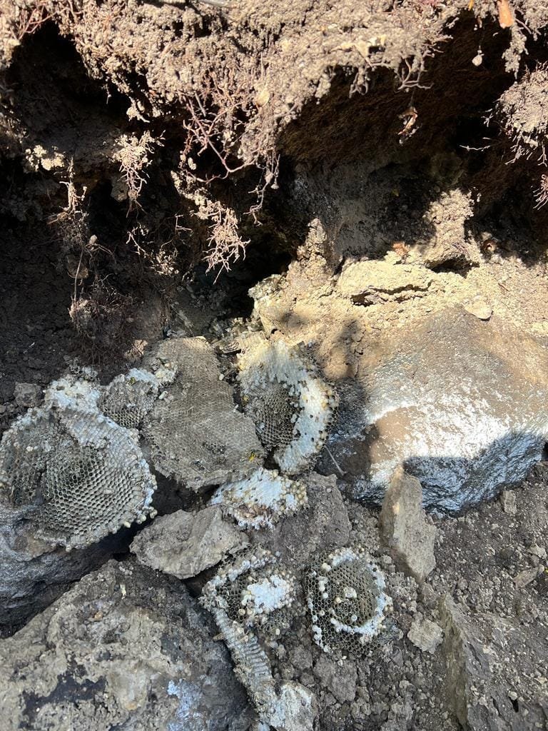 WhatsApp Image 2025-01-08 at 16.02.51_9a3c3251