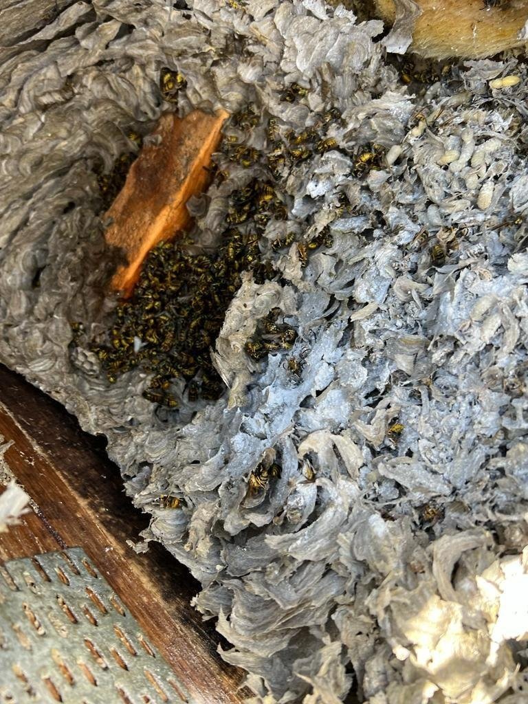 Live European wasps on the comb inside a wall cavity in Victoria