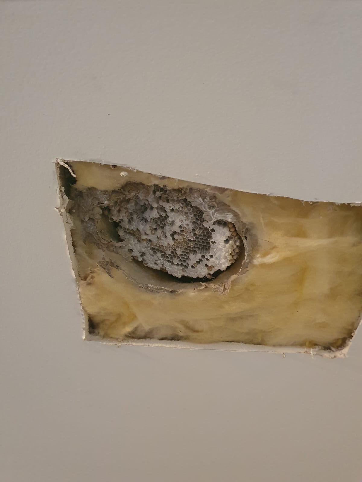 Wasp nest removed from a ceiling cavity behind plasterboard and insulation