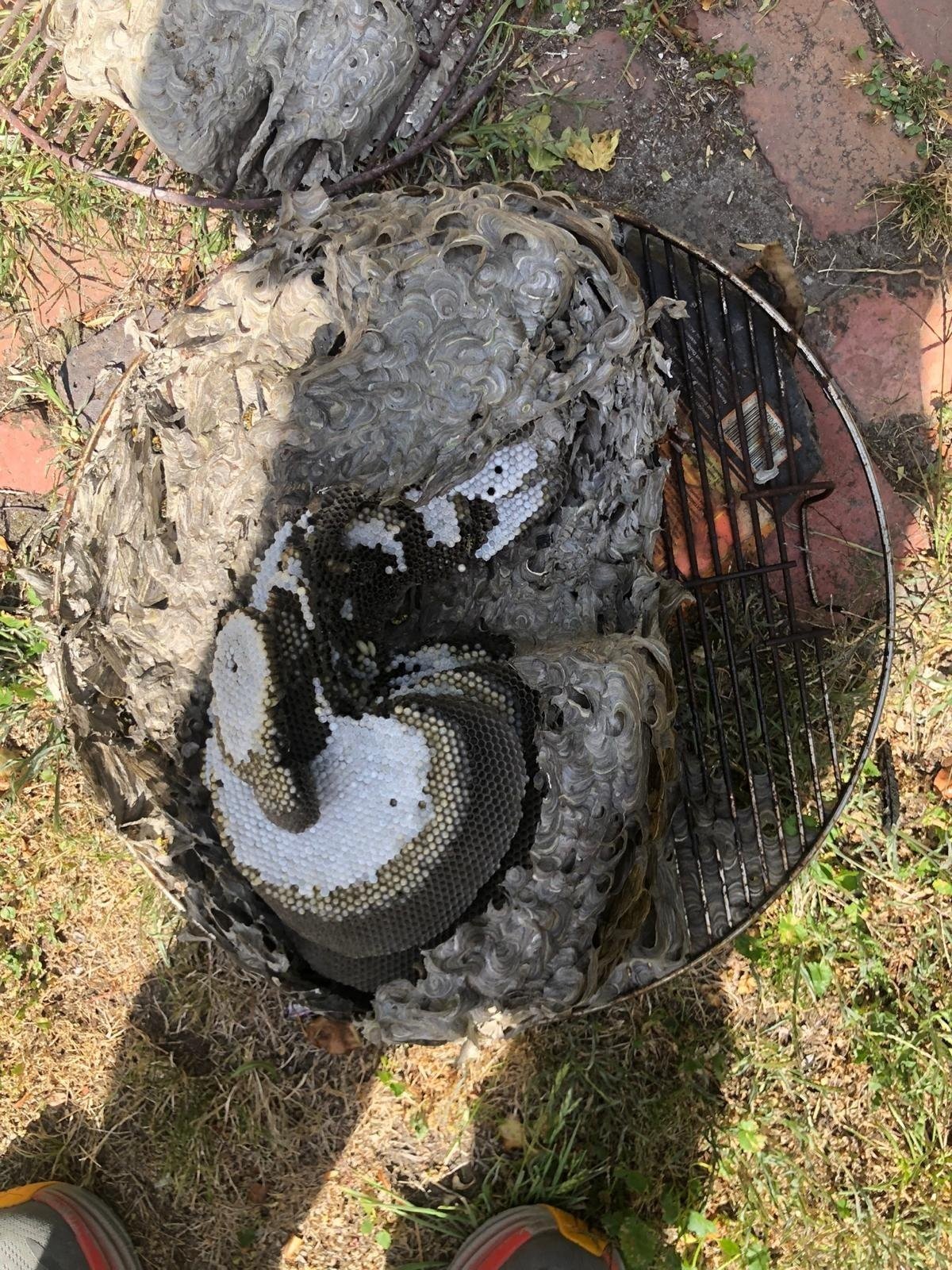 European wasp nest cut open showing the layered comb after removal in Victoria