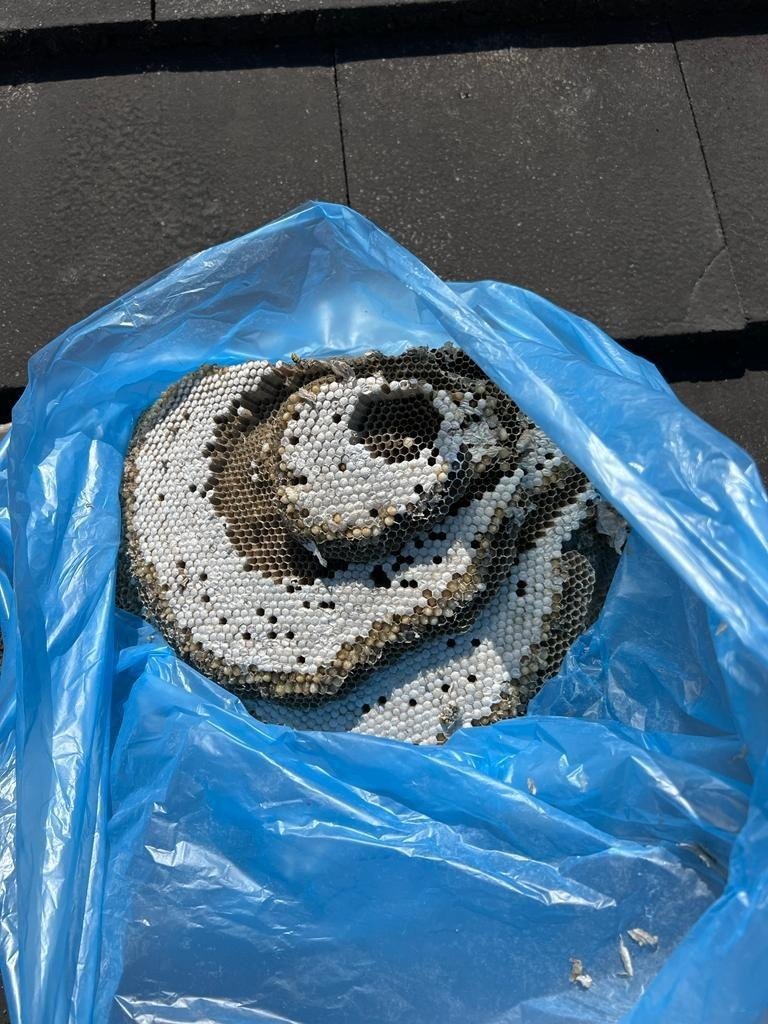 Removed wasp nest comb bagged up on a roof in Victoria ready to be taken away